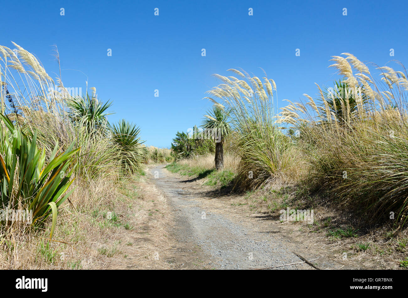 Percorso attraverso le dune con lino, toitoi e alberi di cavolo, Waikanae, Wellington, Isola del nord, Nuova Zelanda Foto Stock
