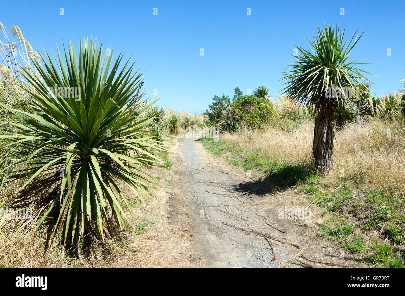 Percorso attraverso le dune con cavolo alberi, Waikanae, Wellington, Isola del nord, Nuova Zelanda Foto Stock