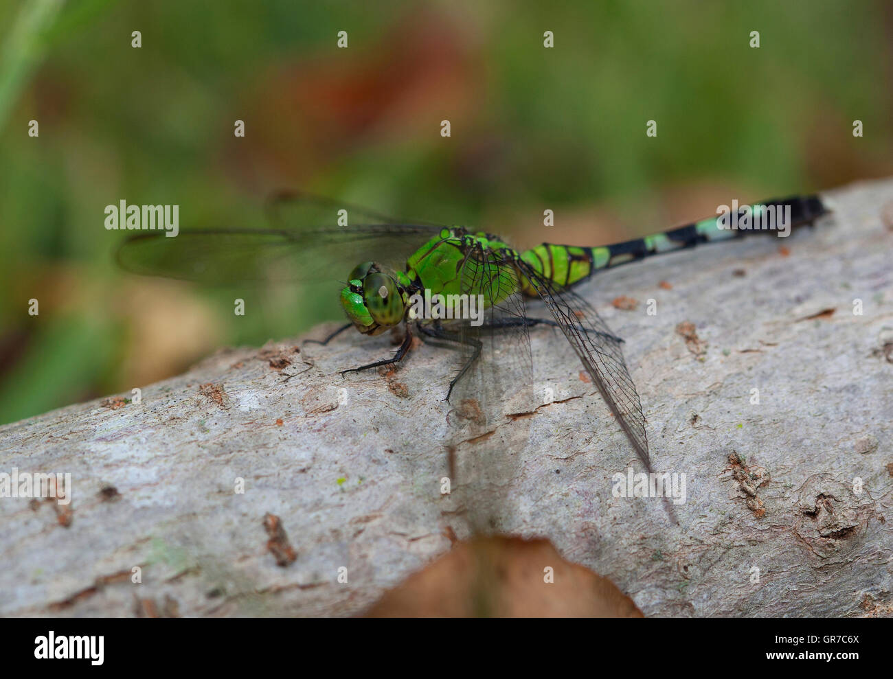 Chiudere guardare una libellula verde su un grosso bastone Foto Stock
