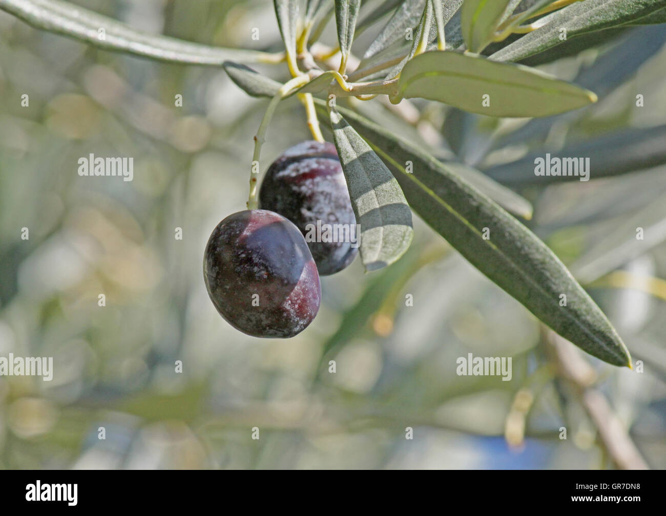 Close up di oliva berry su albero Foto Stock