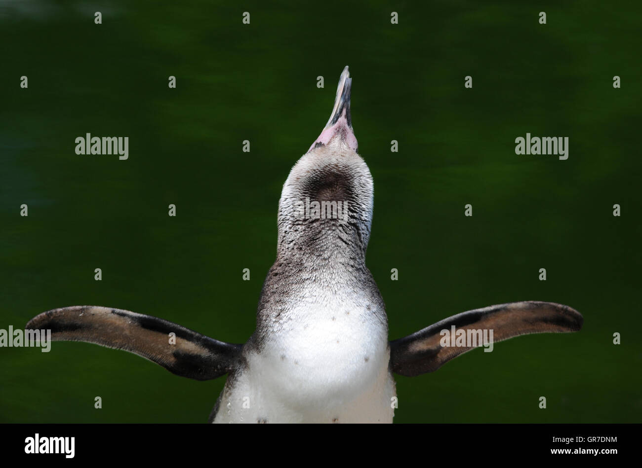 Pinguino Foto Stock