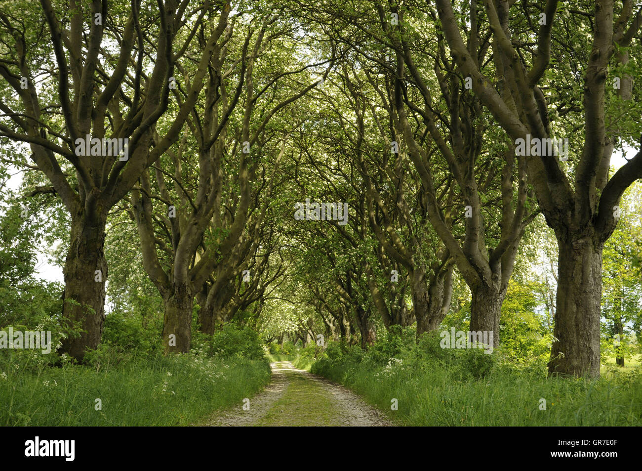 Avenue Foto Stock