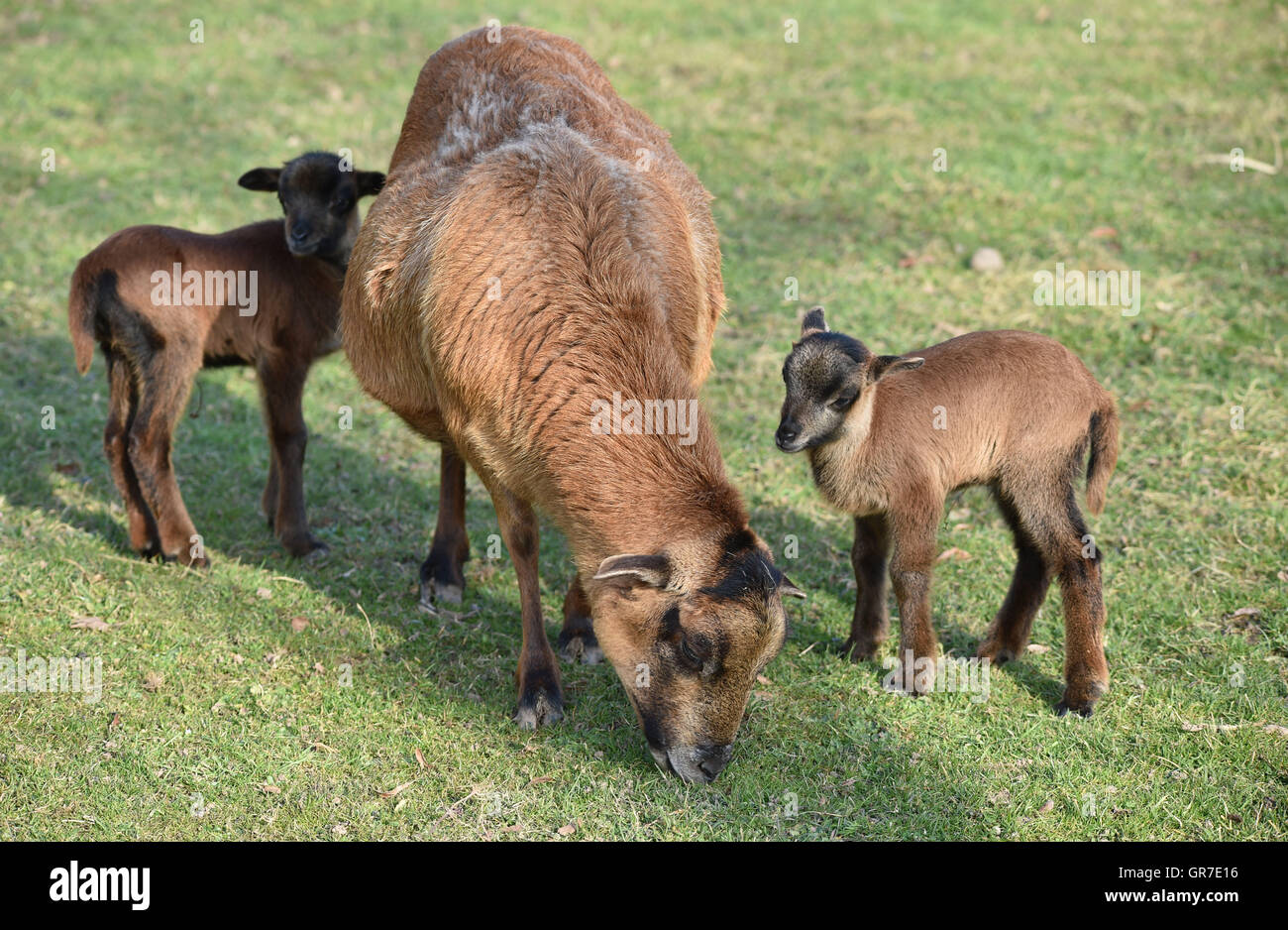 Delle pecore del Cameroun Foto Stock