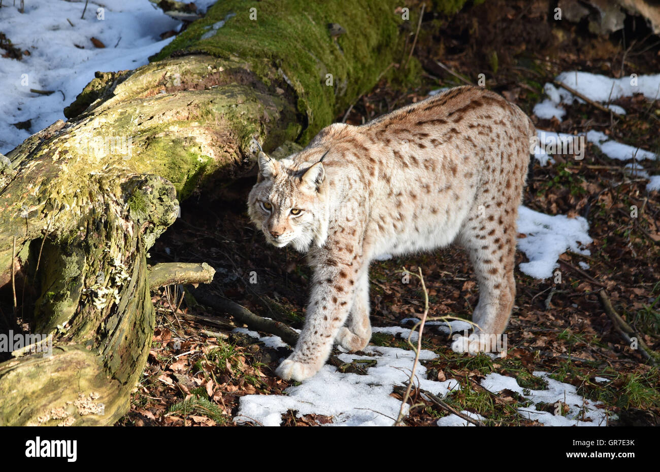 Lince In inverno Foto Stock