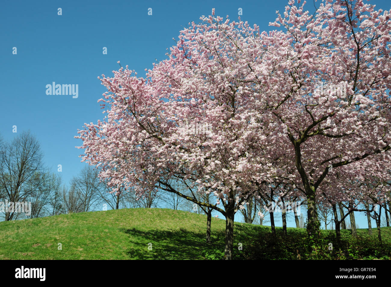 Ciliegio ornamentale Tree Foto Stock