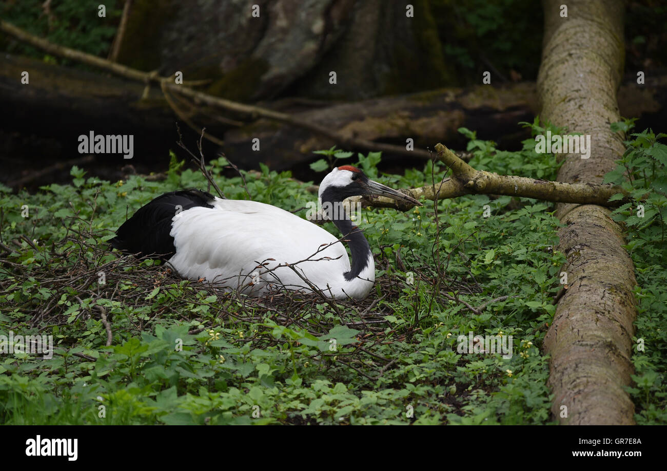 White-Naped razze di gru Foto Stock