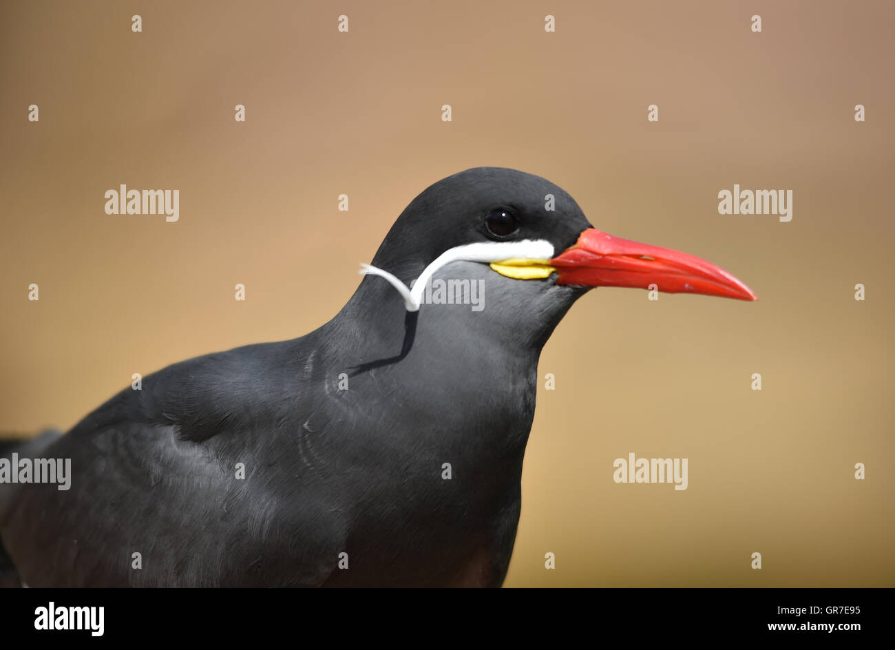 Sterna inca Foto Stock