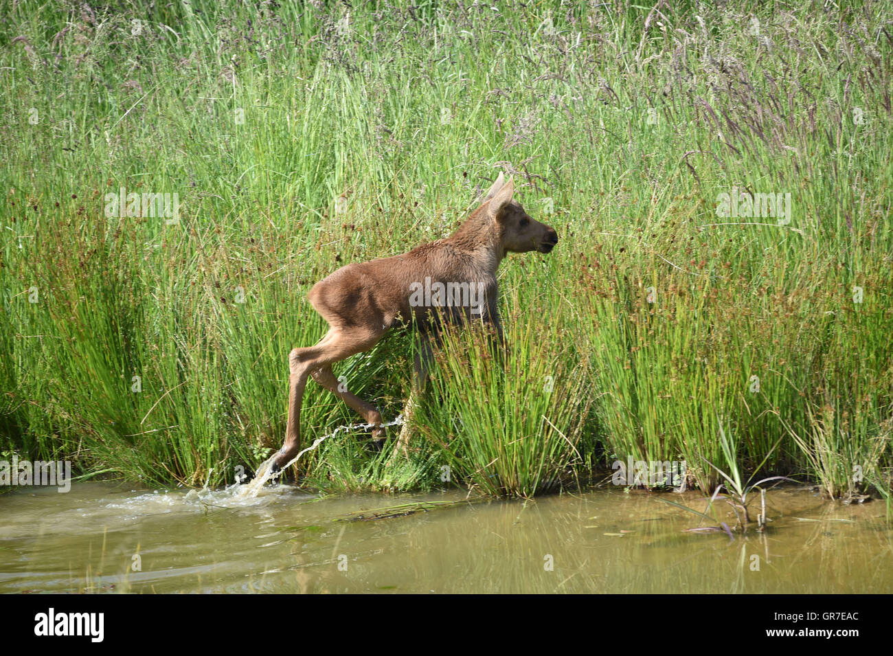 Moose Calf Waterside Foto Stock