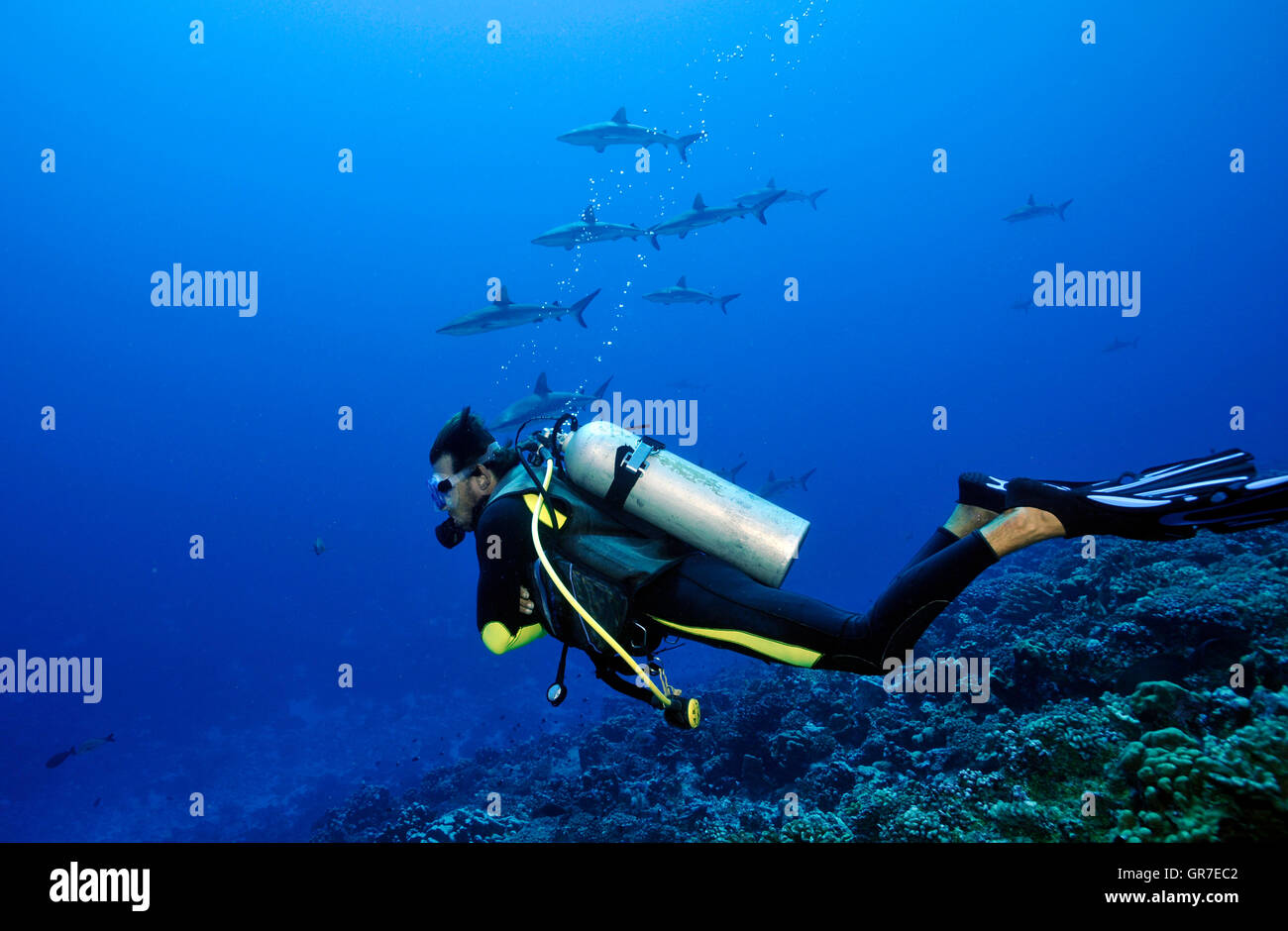 I subacquei e Grey Reef Foto Stock