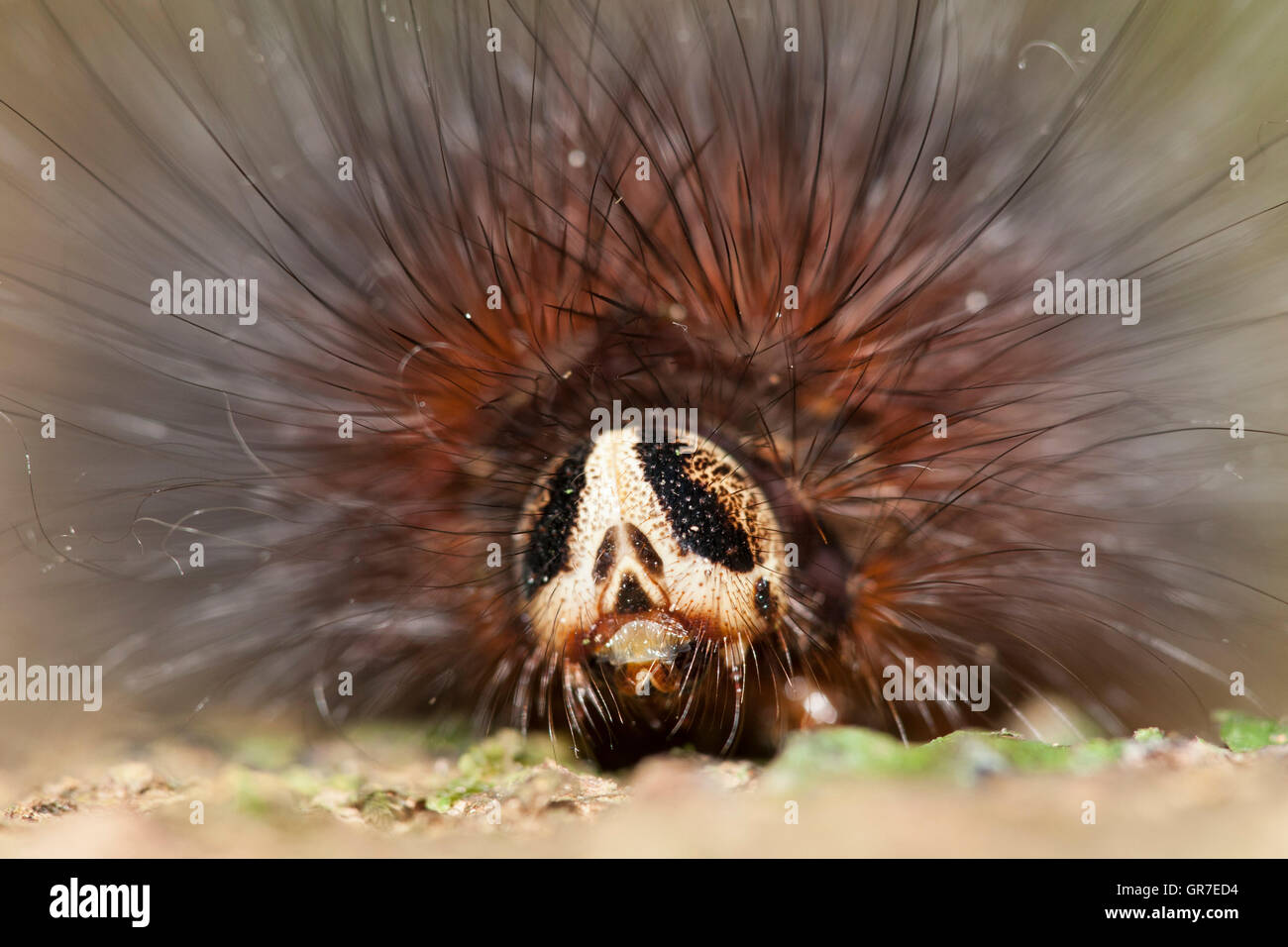 Arctiid moth caterpillar (specie sconosciute) sul tronco di albero, Kinabatangan, Sabah Borneo Foto Stock