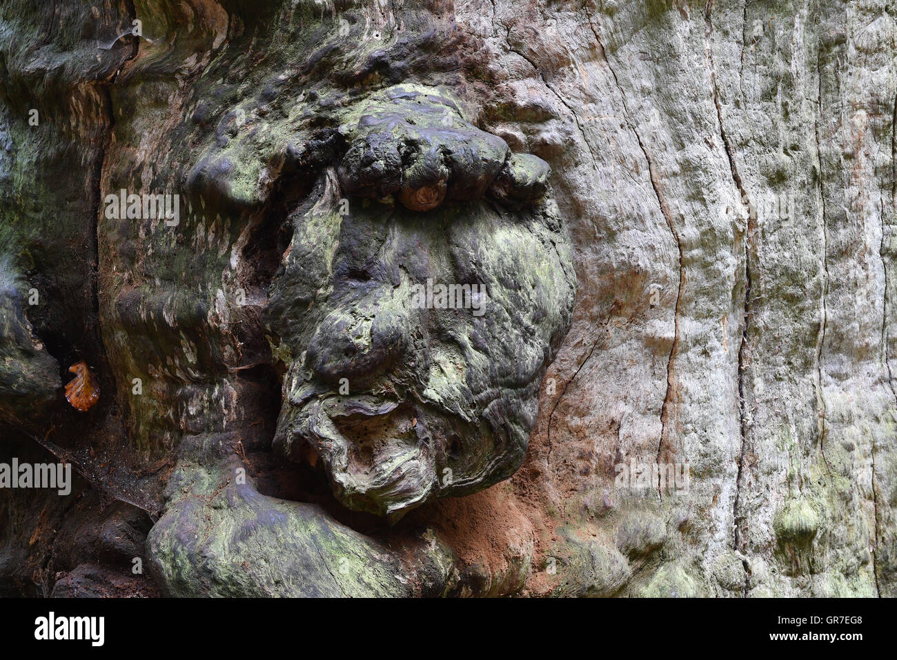 Fronte dell'albero Foto Stock