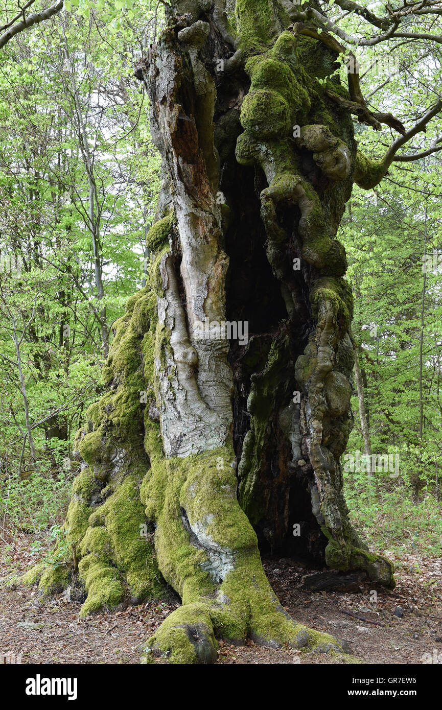 Vecchio albero Foto Stock