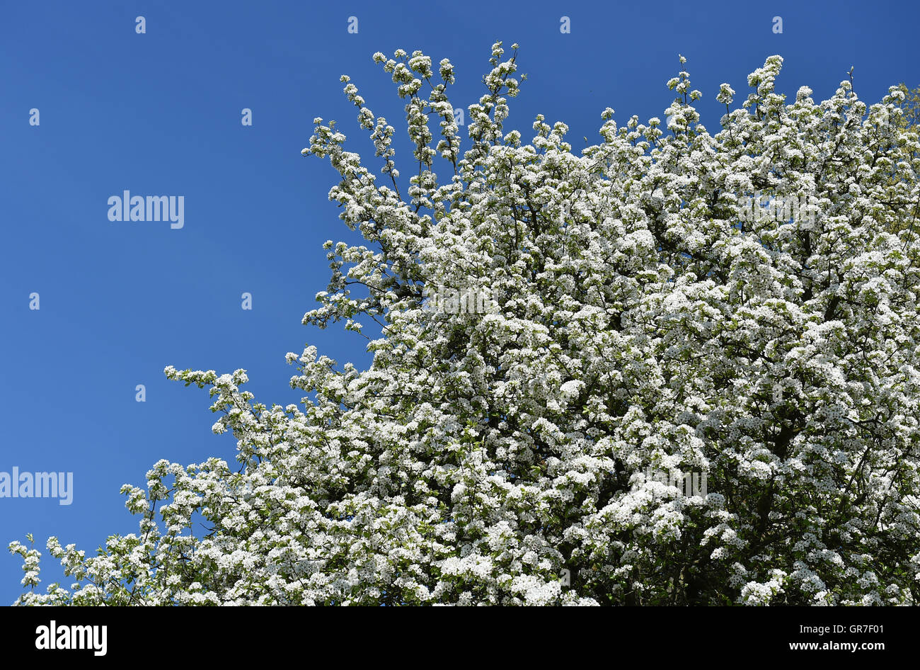 Apple Blossom Foto Stock