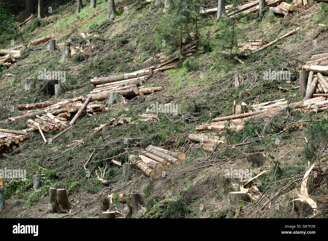 Foresta di schiarimento Foto Stock