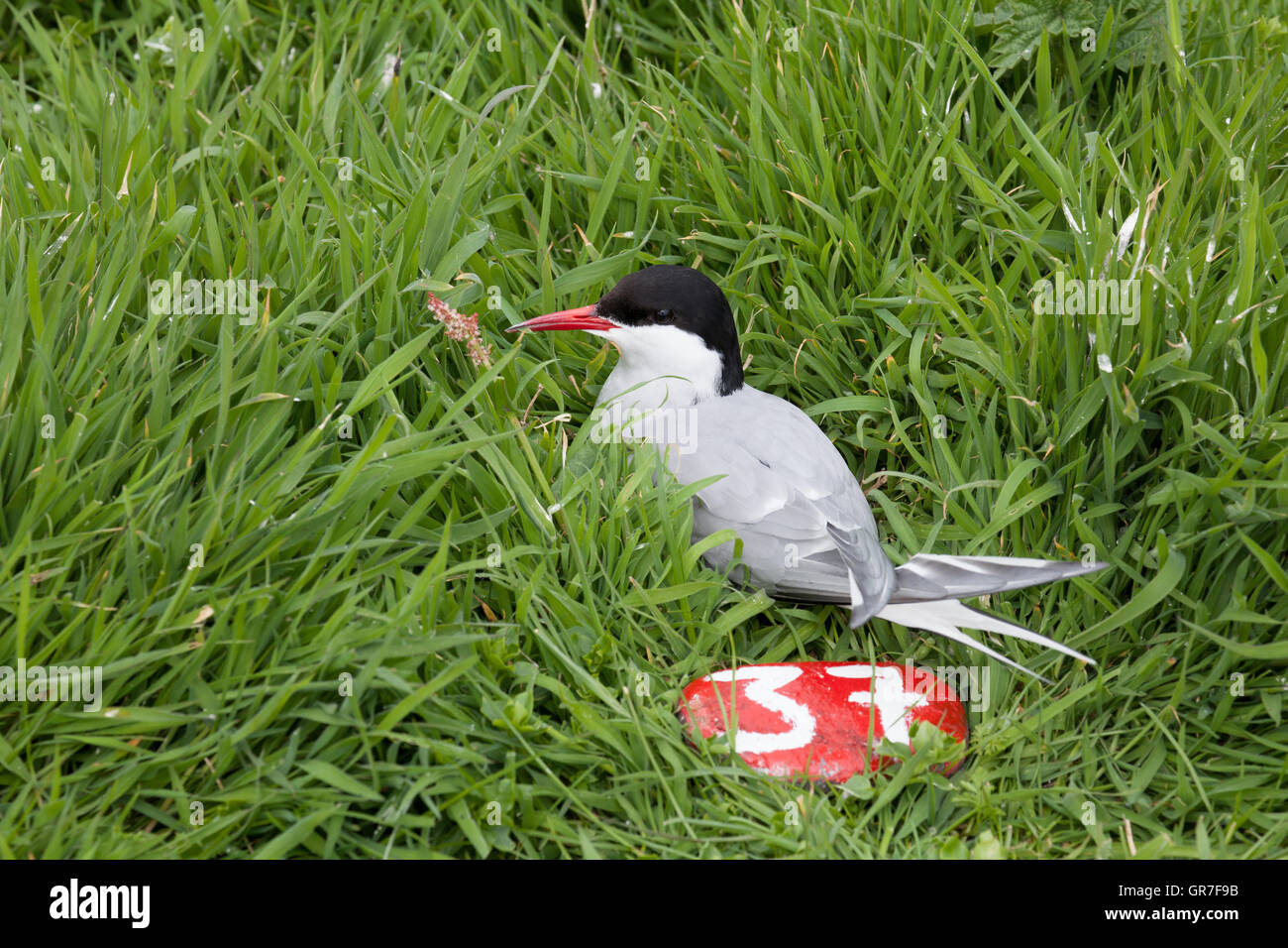 Sterna paradisaea un arctic tern nidifica a terra sulle isole farne Seahouses off Northumberland Regno Unito Foto Stock