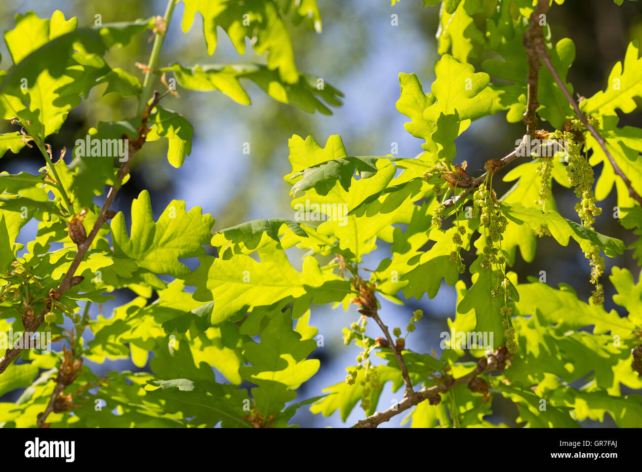 Trauben-Eiche, Traubeneiche, Wintereiche, Eiche, Eichen, Blüte, Blüten, Quercus petraea, Quercus sessilis, Quercus sessiliflora, Foto Stock