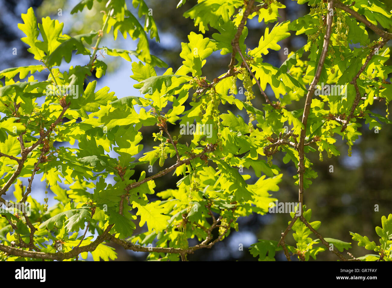 Trauben-Eiche, Traubeneiche, Wintereiche, Eiche, Eichen, Blüte, Blüten, Quercus petraea, Quercus sessilis, Quercus sessiliflora, Foto Stock