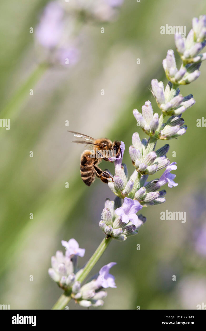 European miele delle api (Apis mellifera) alimentare il nettare di LAVANDA (Lavandula angustifolia), Dordogne, Aquitaine, Francia Foto Stock