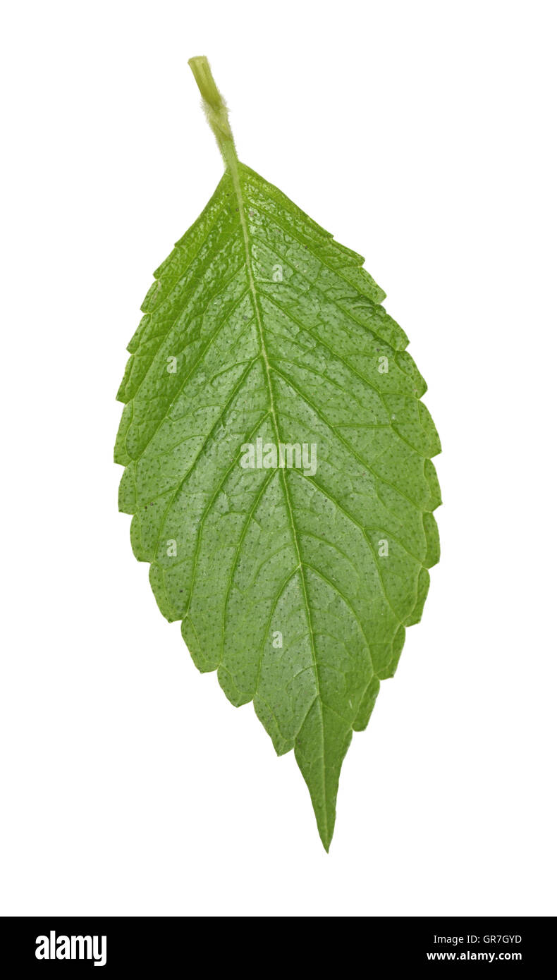 La canapa comune di ortica - Galeopsis tetrahit Foto Stock
