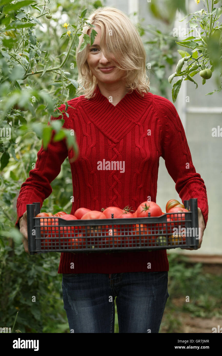 Donna che mantiene una scatola di plastica del cimelio di pomodori di serra. Orticoltura, il raccolto, il contadino locale concetto. Foto Stock