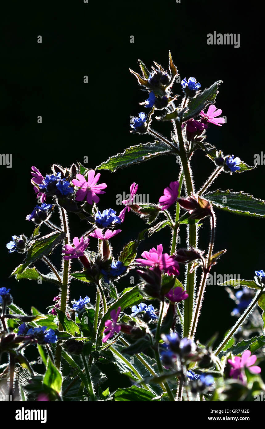 Rosso retroilluminato campion e fiori alkanet Foto Stock