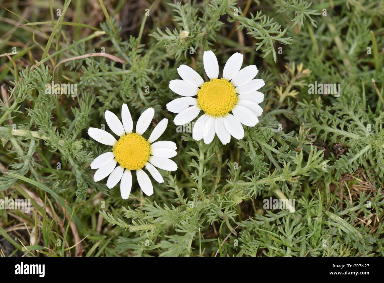 Camomilla - Chamaemelum nobile Foto Stock