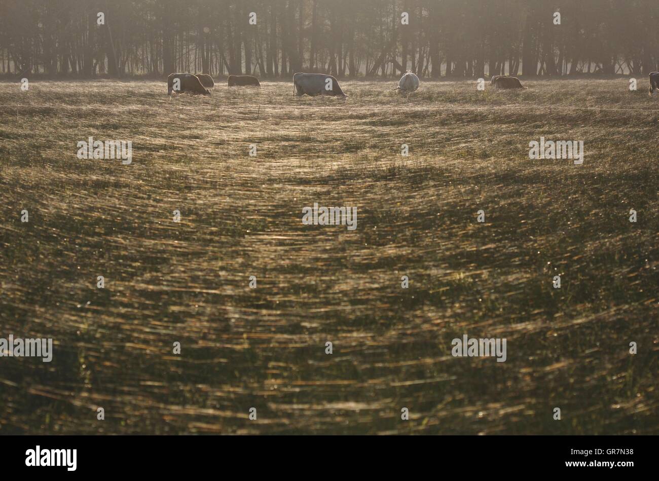 Indian Summer Foto Stock