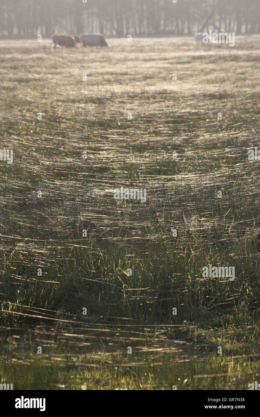 Indian Summer Foto Stock