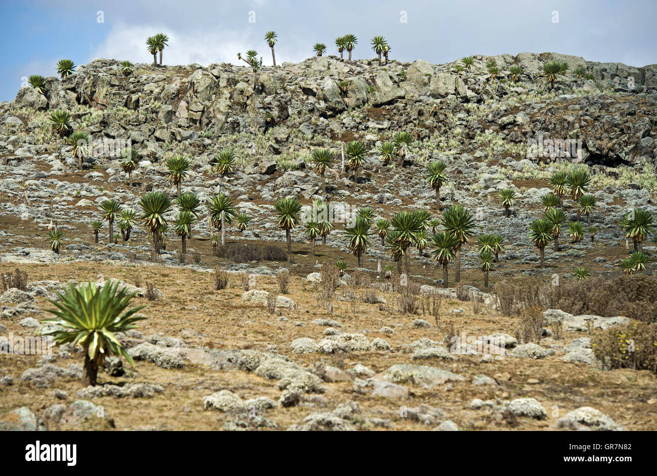 Paesaggio a Sanetti Plateau, montagne di balle, Oromiya, Etiopia Foto Stock