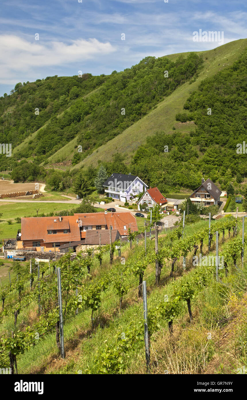 Alt-Vogtsburg, Stadt Vogtsburg, Riserva Naturale Badberg dietro, Stadt Vogtsburg, Regione Kaiserstuhl, Germania Foto Stock