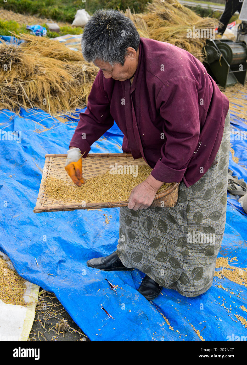 Donna bhutanesi separare il grano dal loglio, Paro, Bhutan Foto Stock