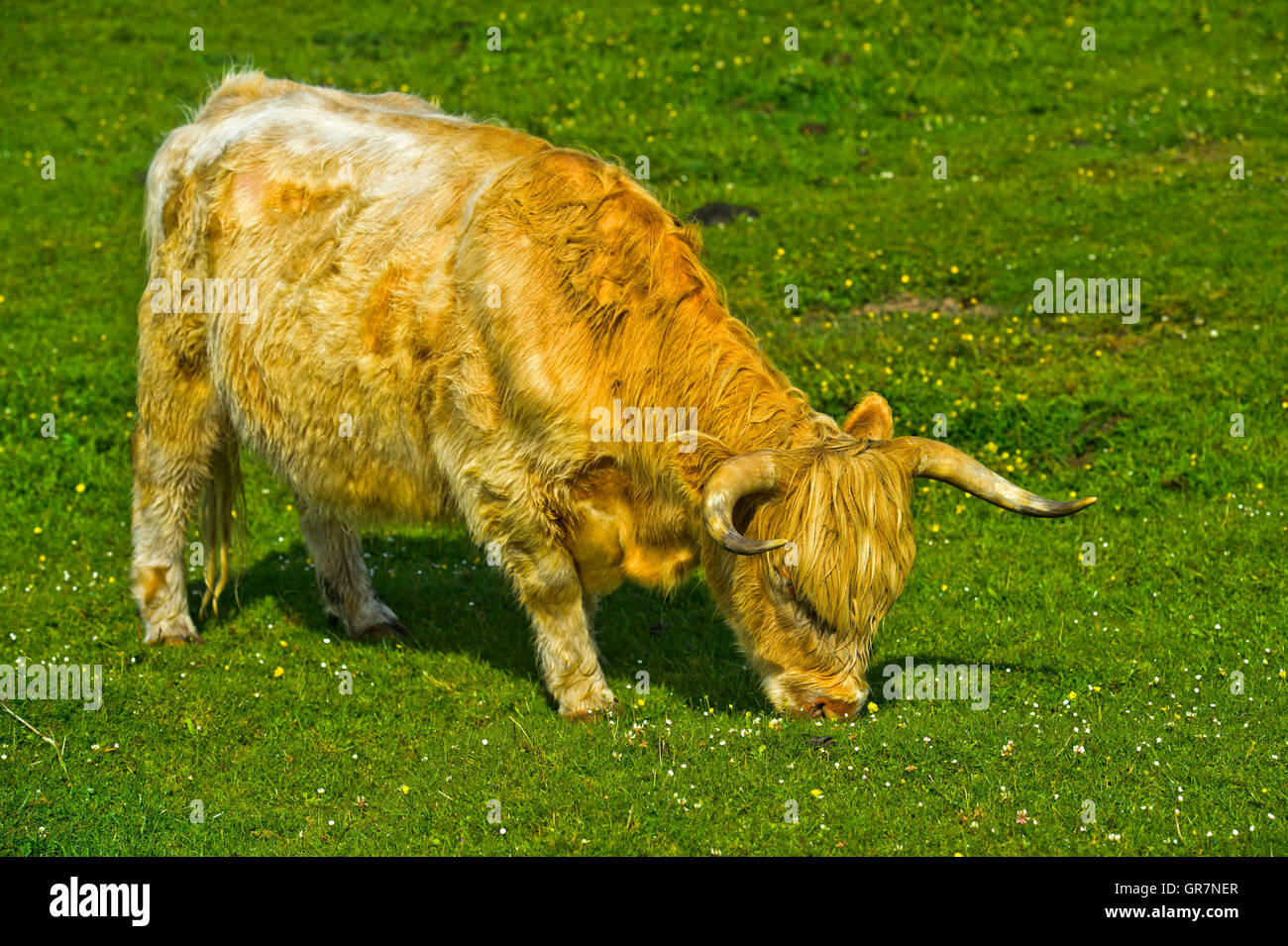 Highland scozzesi bestiame bovino o Kyloe, su un pascolo, Scozia, Gran Bretagna Foto Stock