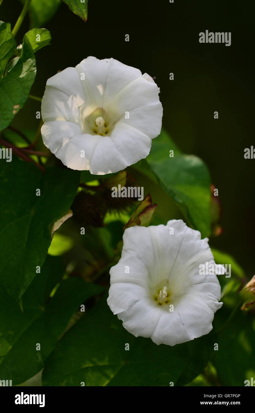 Convolvolo di hedge Foto Stock