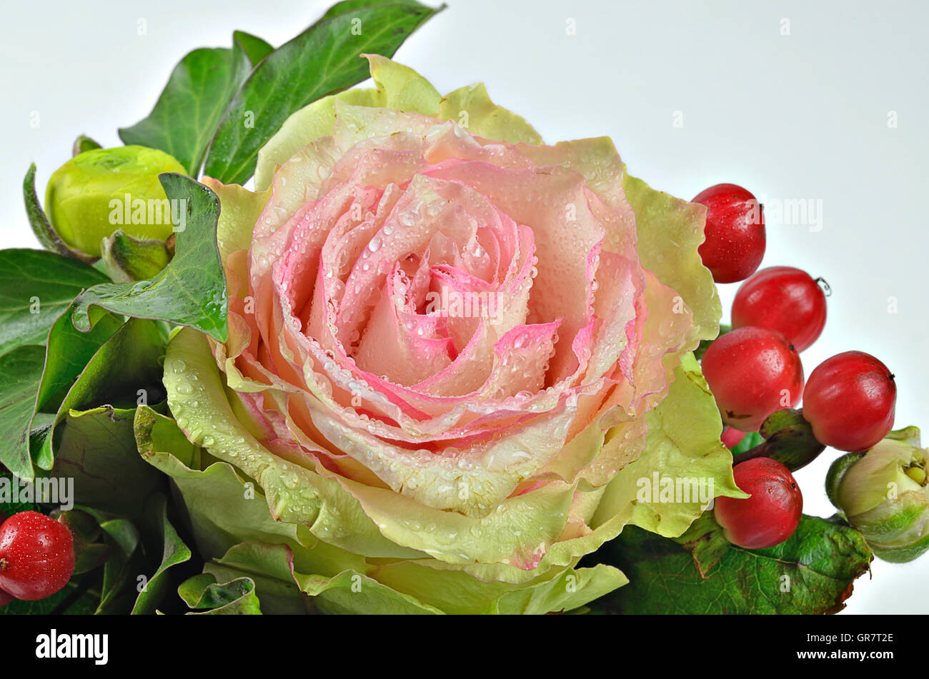 Extreme close up di una rosa rosa con dei fiori di gocce di acqua e bacche di colore rosso su sfondo bianco, orizzontale Foto Stock