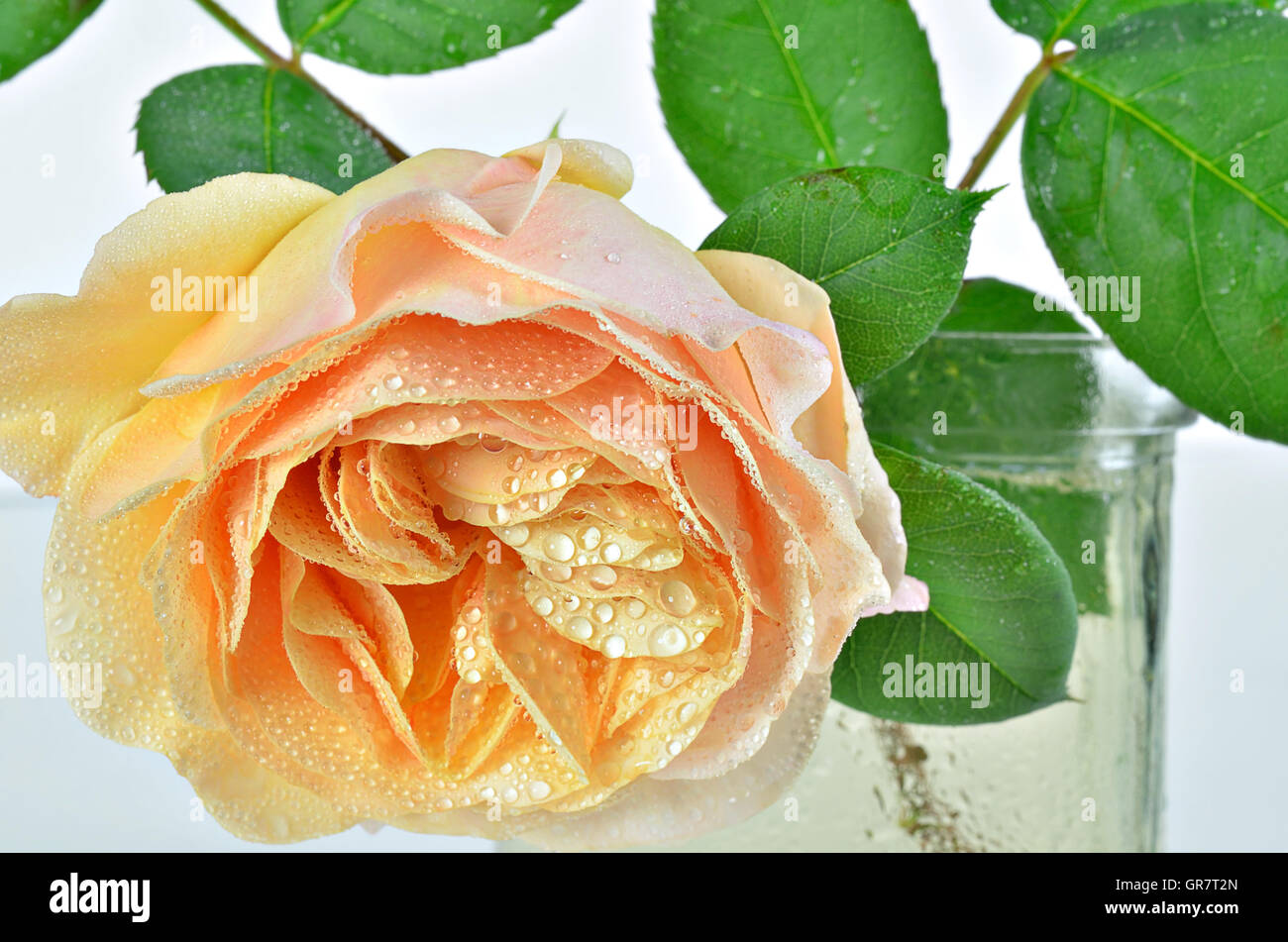 Extreme close up di una rosa gialla fiore con gocce d'acqua in un vaso su sfondo bianco, orizzontale Foto Stock