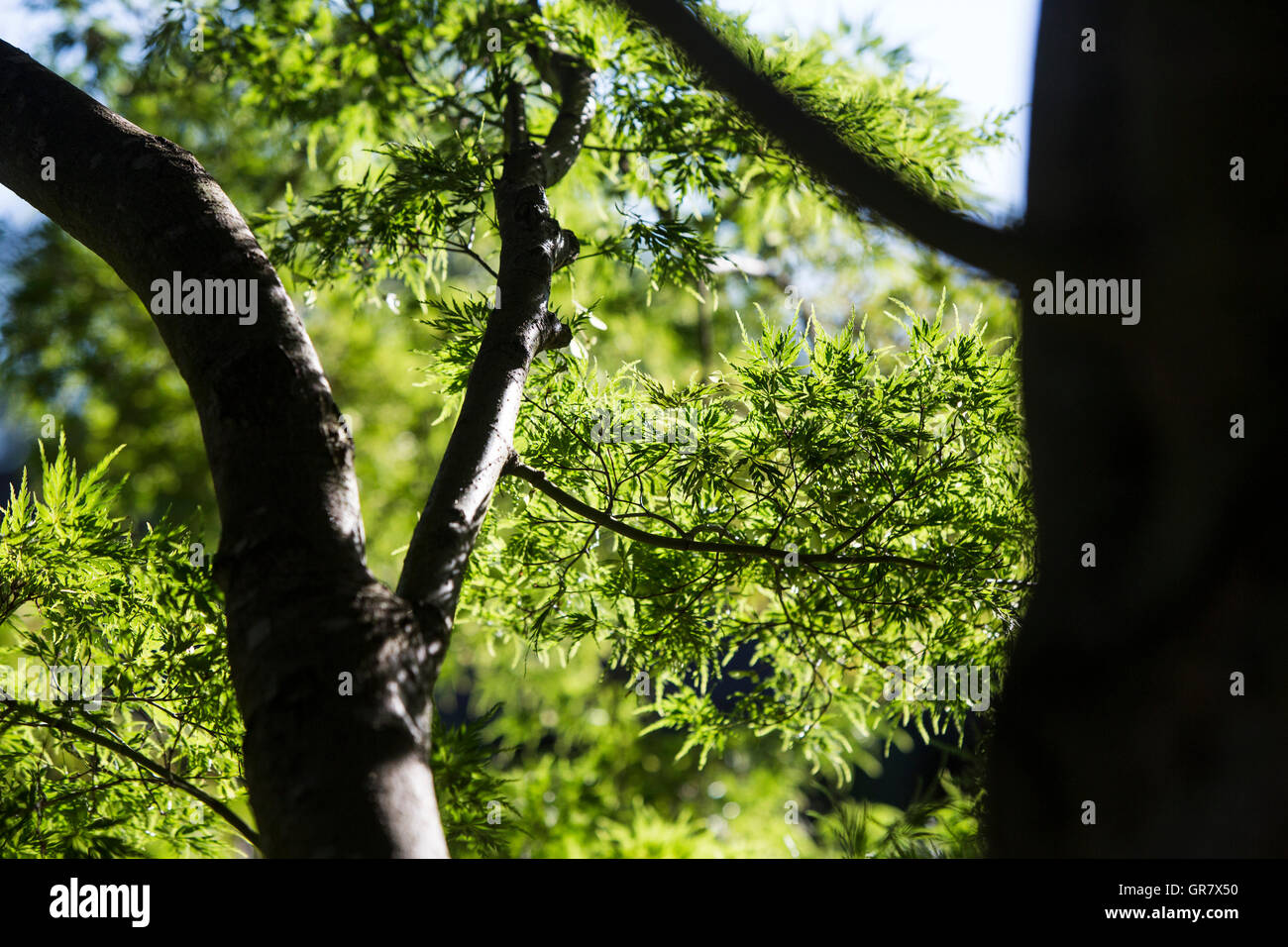 Alberi di luce del sole le foglie di un albero candelette quando esso passa attraverso la vegitation. In questo impaccato una densa foresta la luce sembra quasi surreale come illumintates le tenebre. Foto Stock
