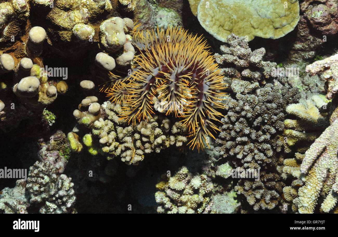 Crown-Of-Spine Starfish Foto Stock