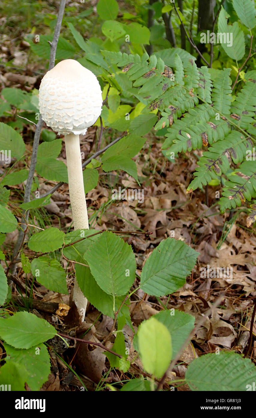 Funghi selvatici che crescono in una foresta area di vegetazione Foto Stock