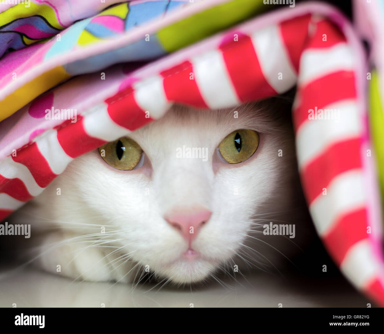 Gatto Bianco è guardare avanti Foto Stock