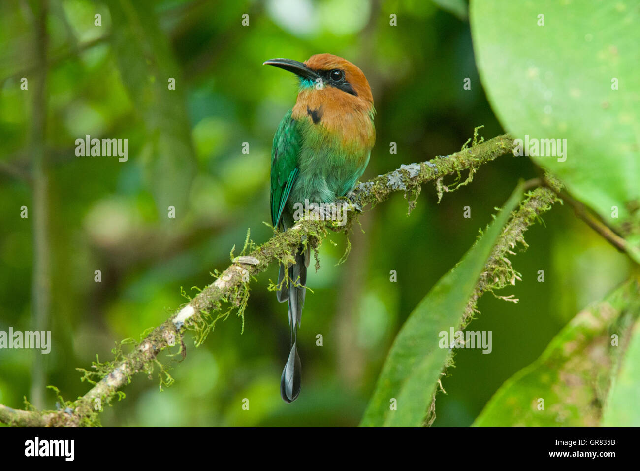 Ampia fatturati motmot (Electron platyrhynchum), la Selva La Stazione Biologica, Costa Rica Foto Stock