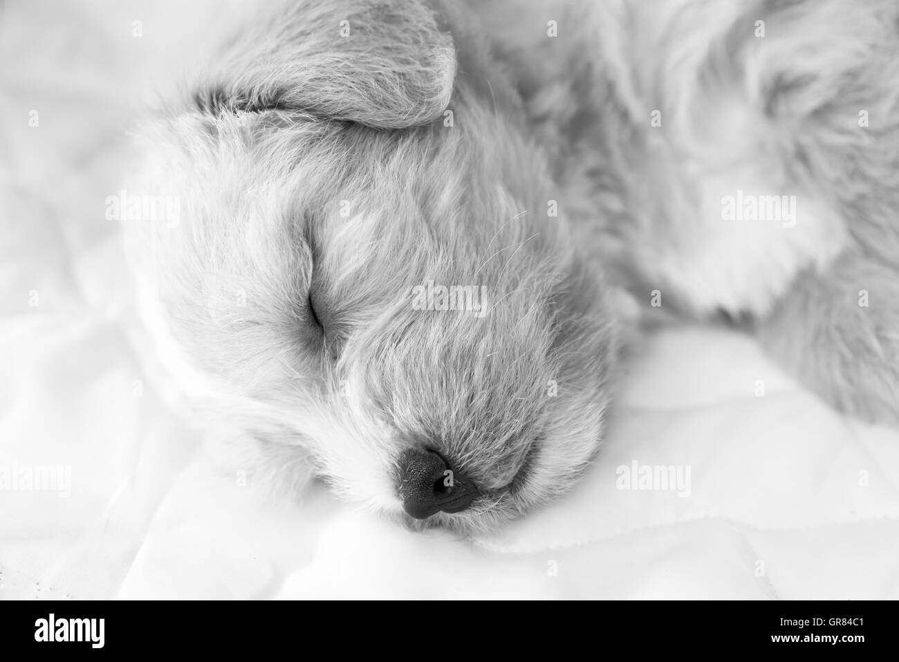 Primo piano del sonno il mio cane. In bianco e nero Foto Stock