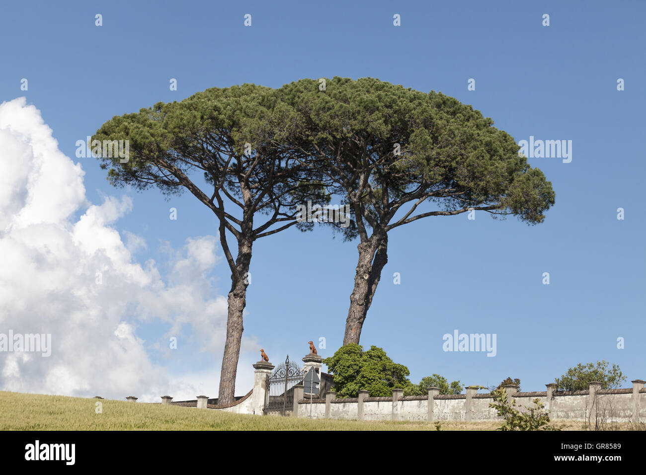 Paesaggio con pini a Vinci, Toscana, Italia Foto Stock
