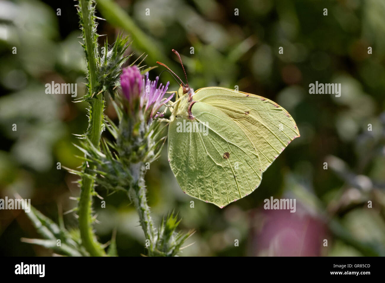 Gonepteryx Cleopatra, Cleopatra, Cleopatra Butterfly dalla Corsica, Francia, Europa meridionale Foto Stock