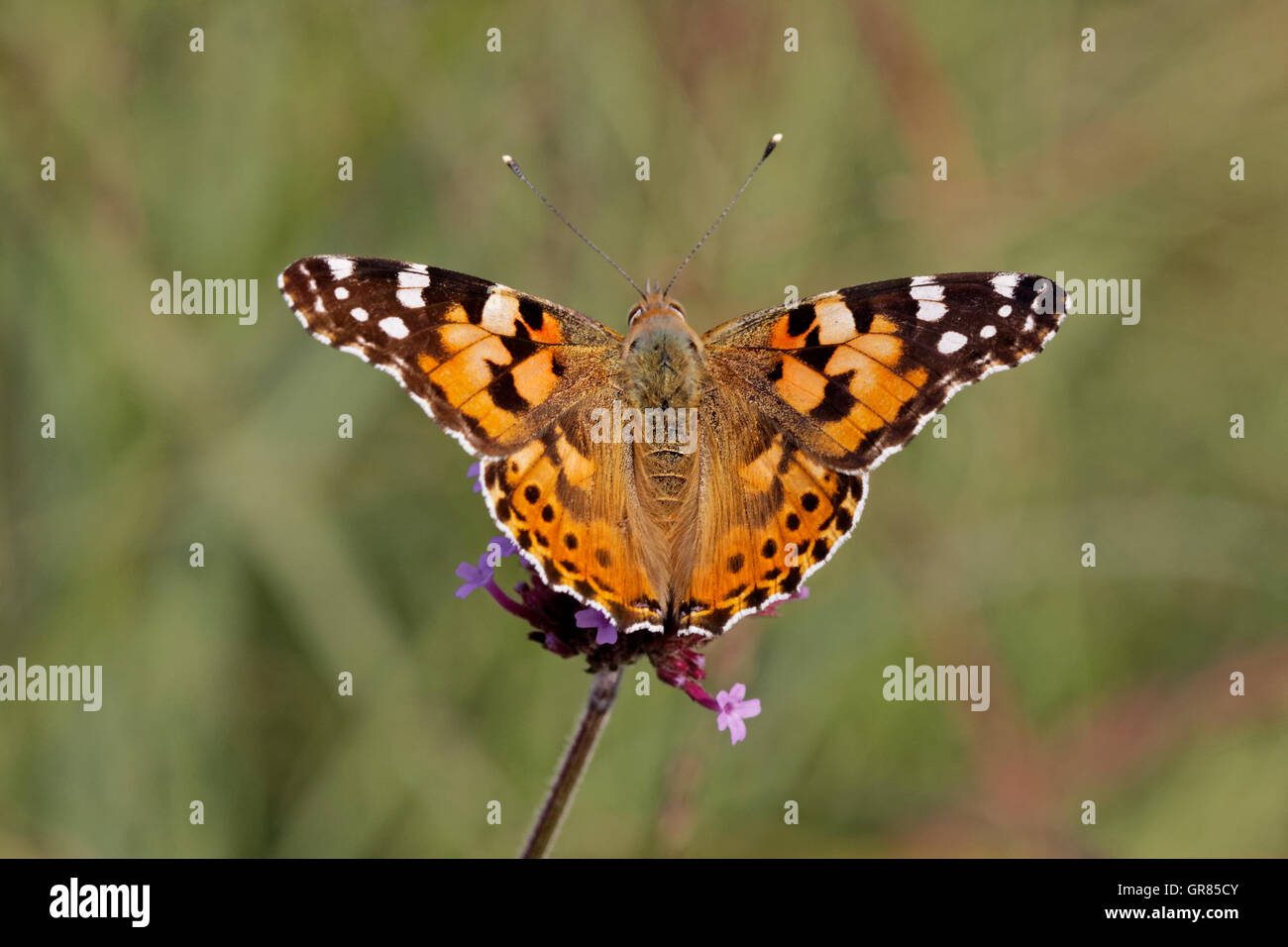 Dipinto di Lady Butterfly, Vanessa Cardui, Cynthia Cardui, Germania, Europa Foto Stock