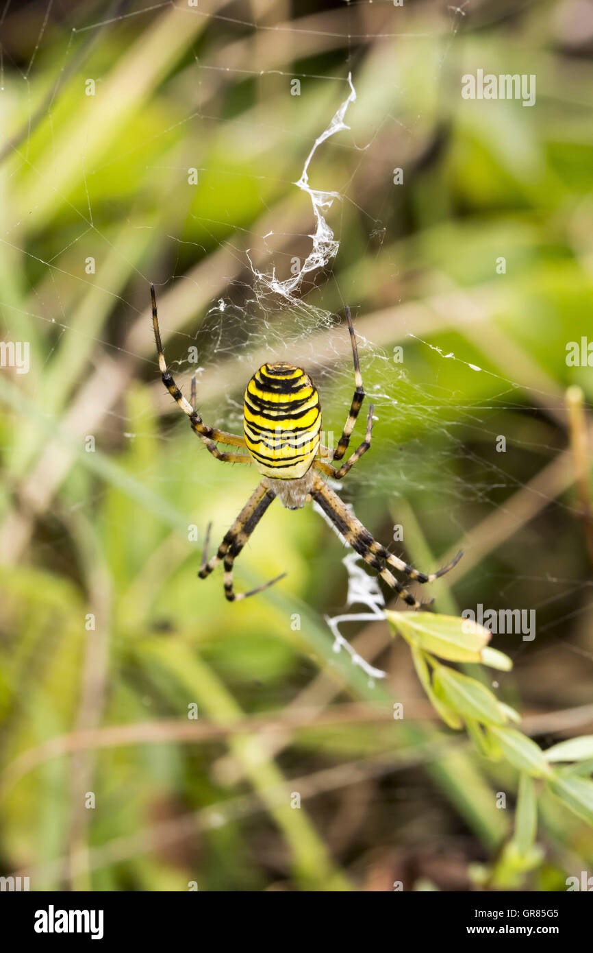 Argiope Bruennichi, Wasp Spider dal Land Bassa Sassonia, Germania Foto Stock