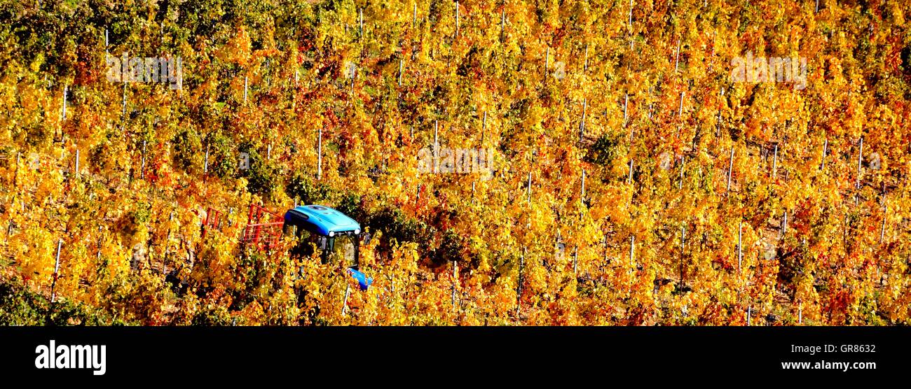 Autunno umore nel vigneto di Villány, Ungheria Foto Stock