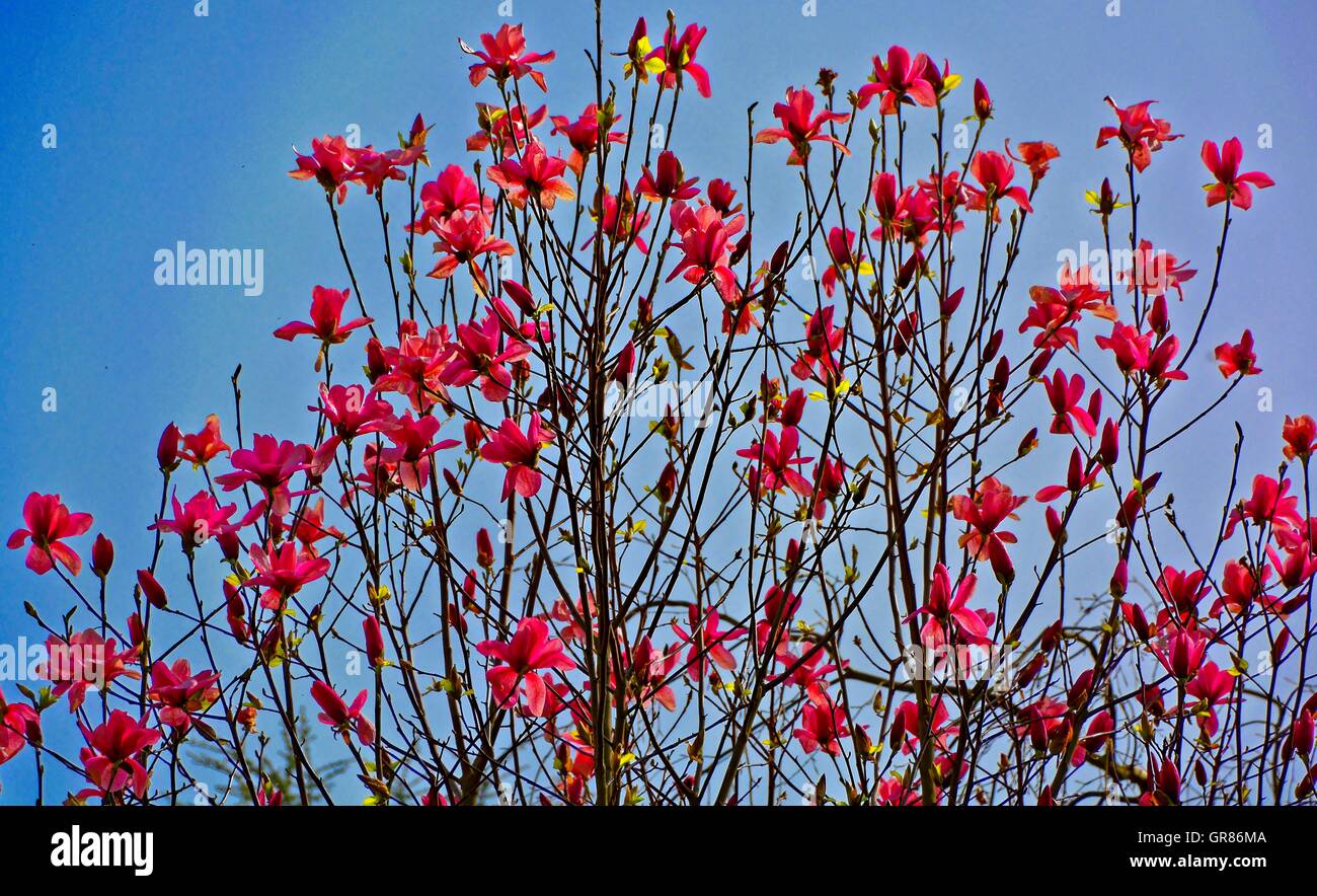 Large-Flowered Magnolia, Magnolia Galaxy, bussola Foto Stock