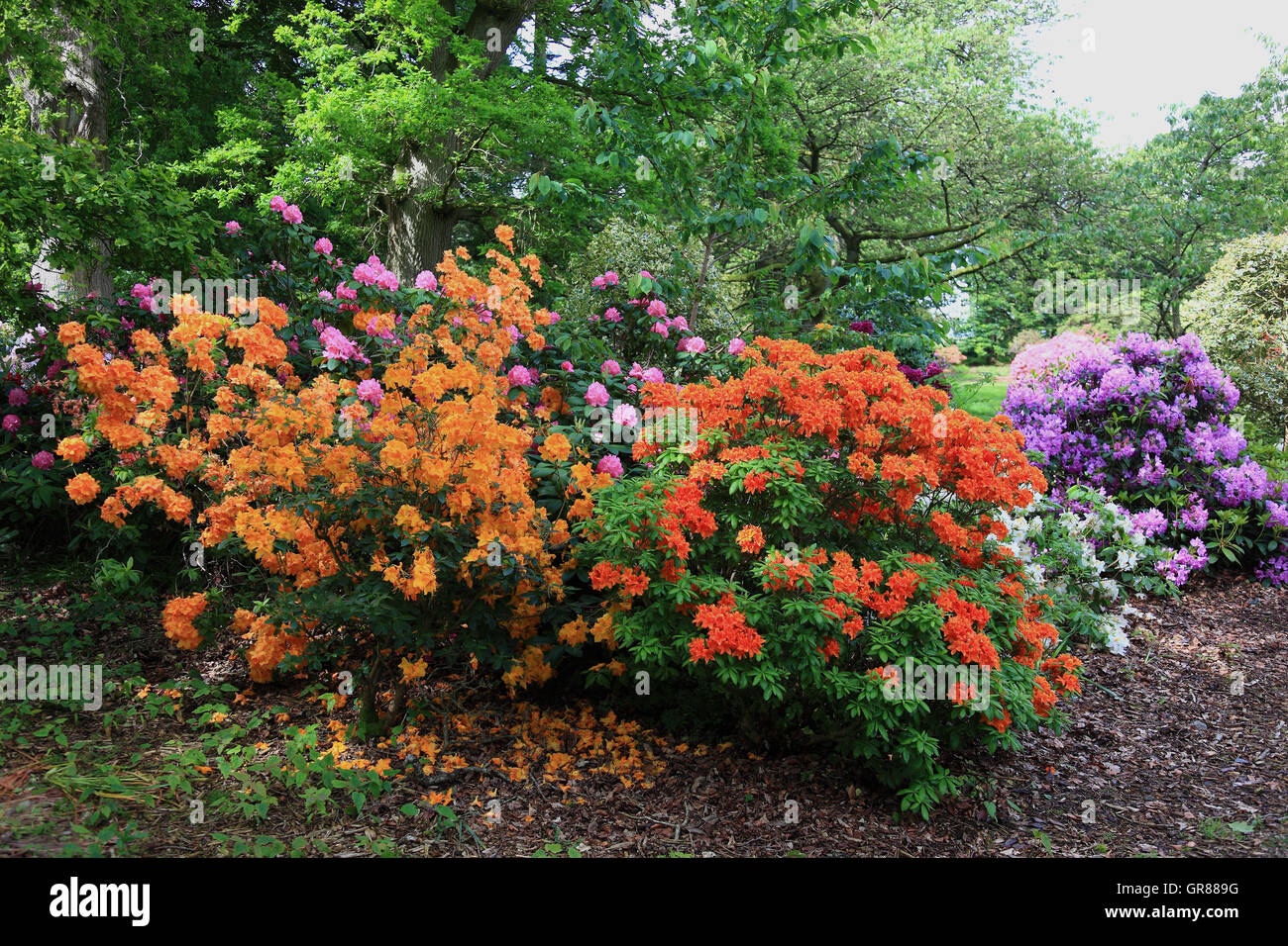 Rododendri, rododendro, tipo di pianta della famiglia delle piante di erica, Ericaceae, cespugli di rododendro in diversi colori Foto Stock Rododendri, rododendro, tipo di pianta della famiglia delle piante di erica, Ericaceae, cespugli di rododendro in diversi colori Foto Stock
