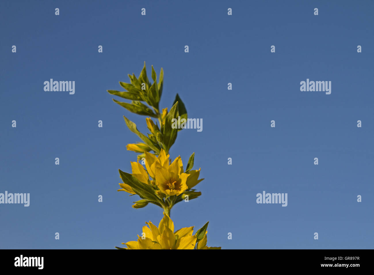 Krautartige Pflanze mit Blüten Gelben Foto Stock