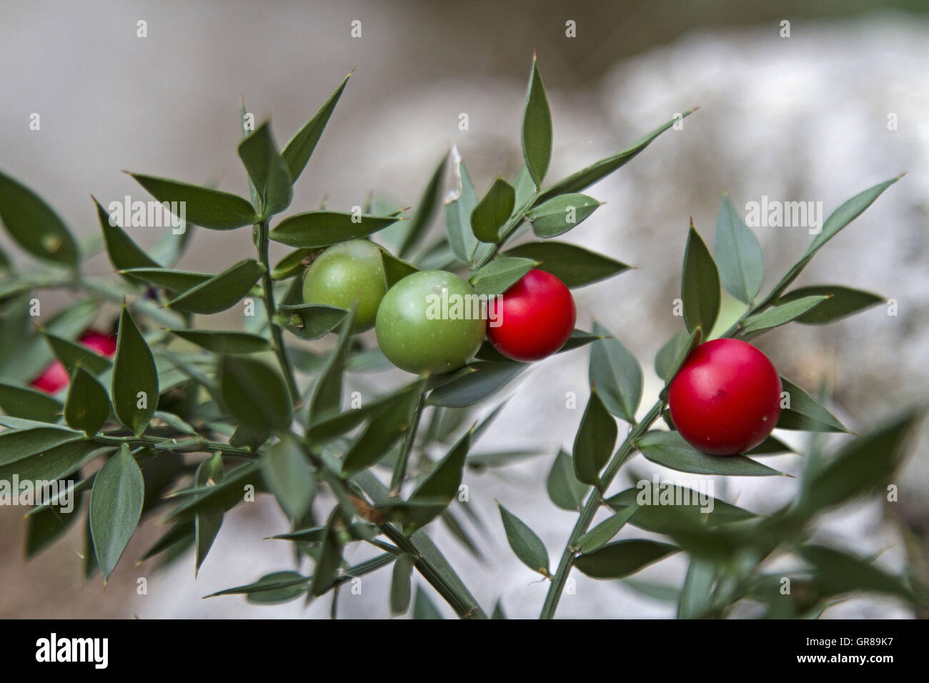 Ruscus Aculeatus Foto Stock